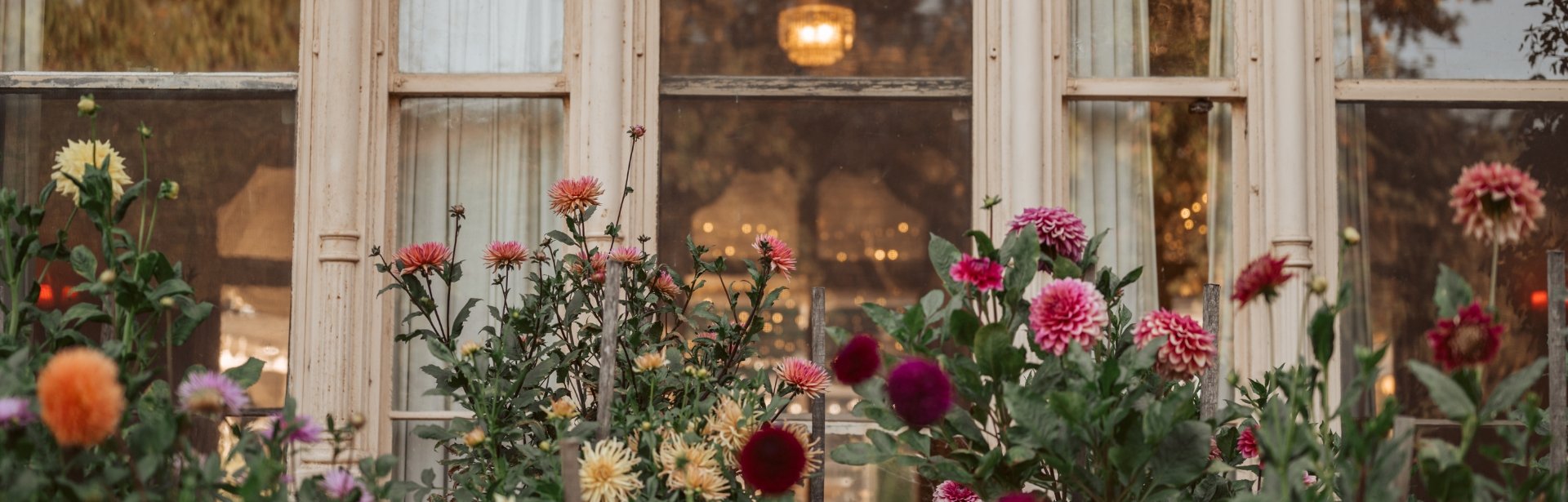 Rippon Lea Dahlia
