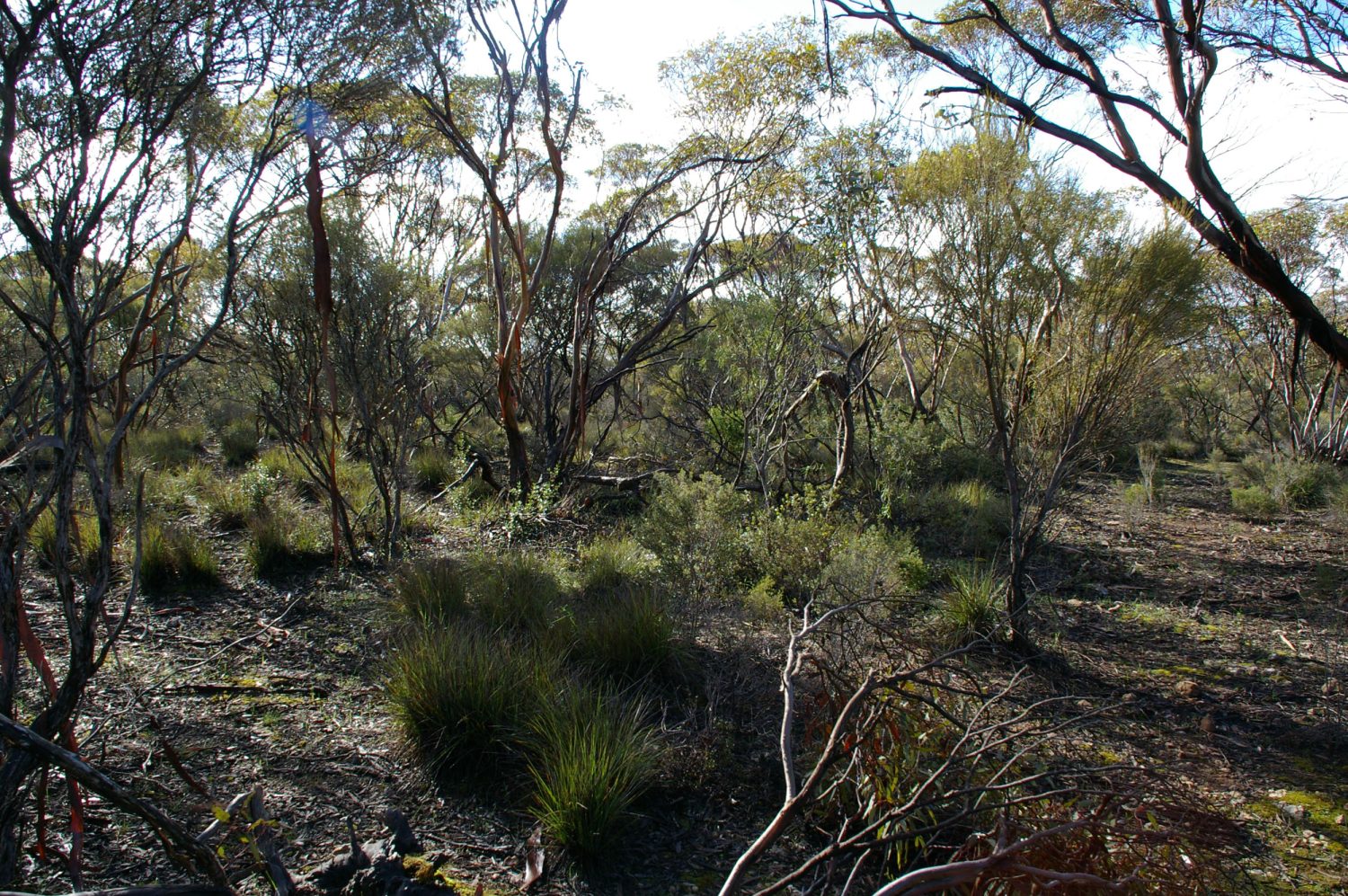 Agery Reserve – National Trust