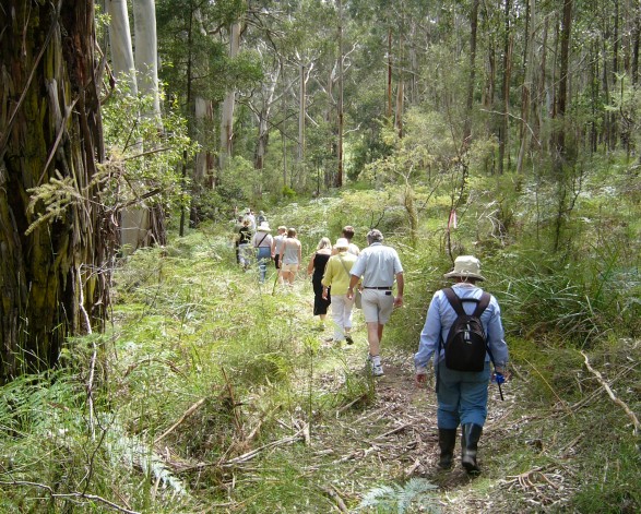 Endeavour Fern Gully