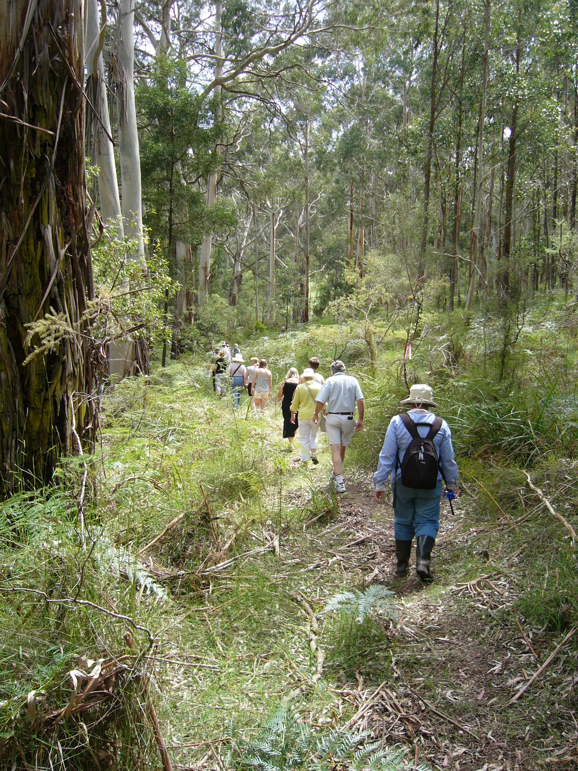 Endeavour Fern Gully