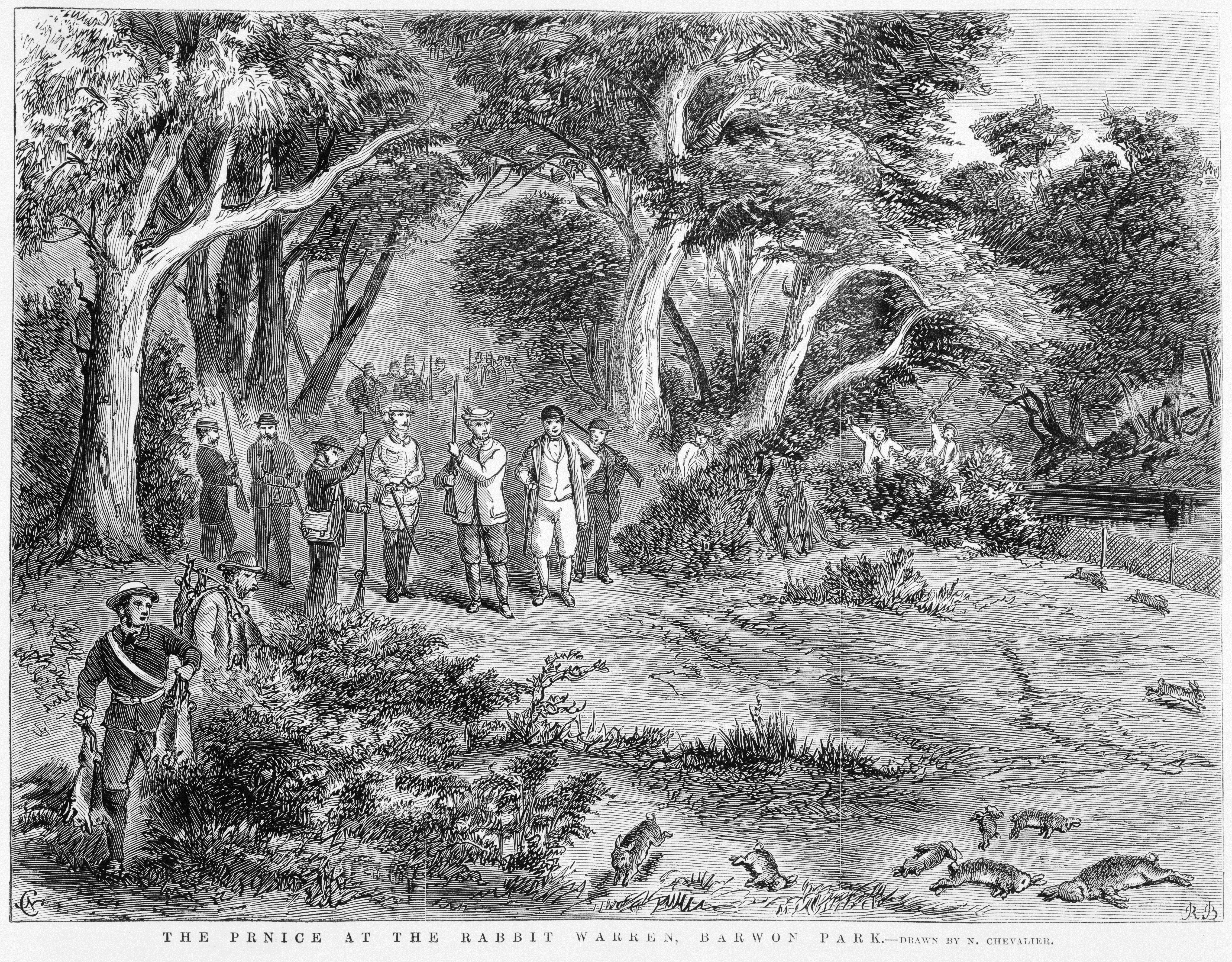 Royal Rabbit Shooting