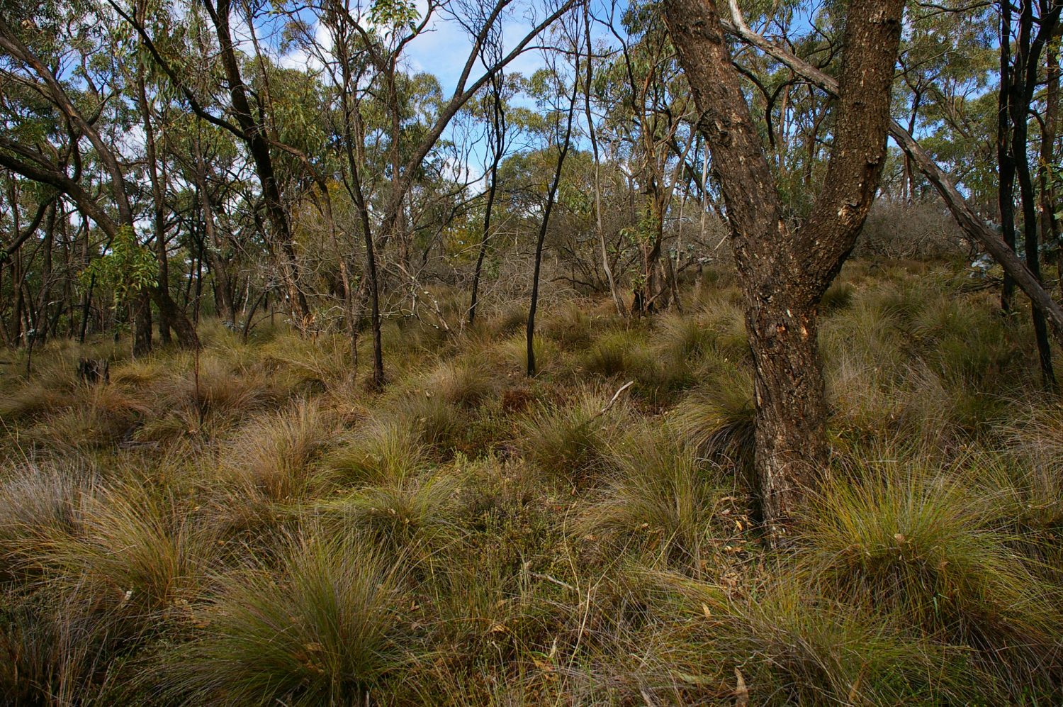 Roachdale Reserve National Trust