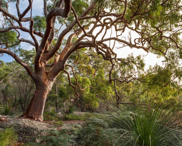 Bushland Management