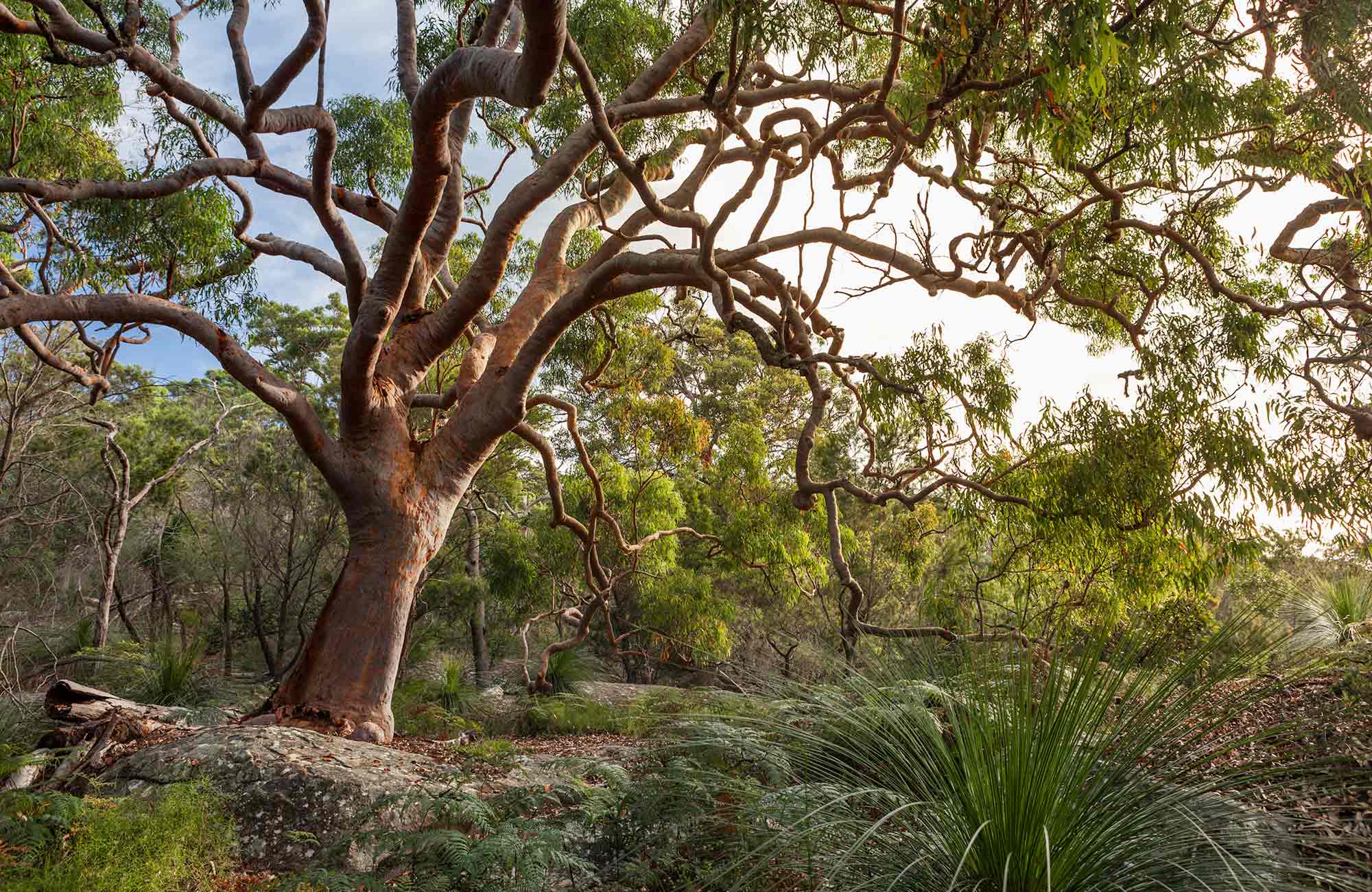 Bushland Management