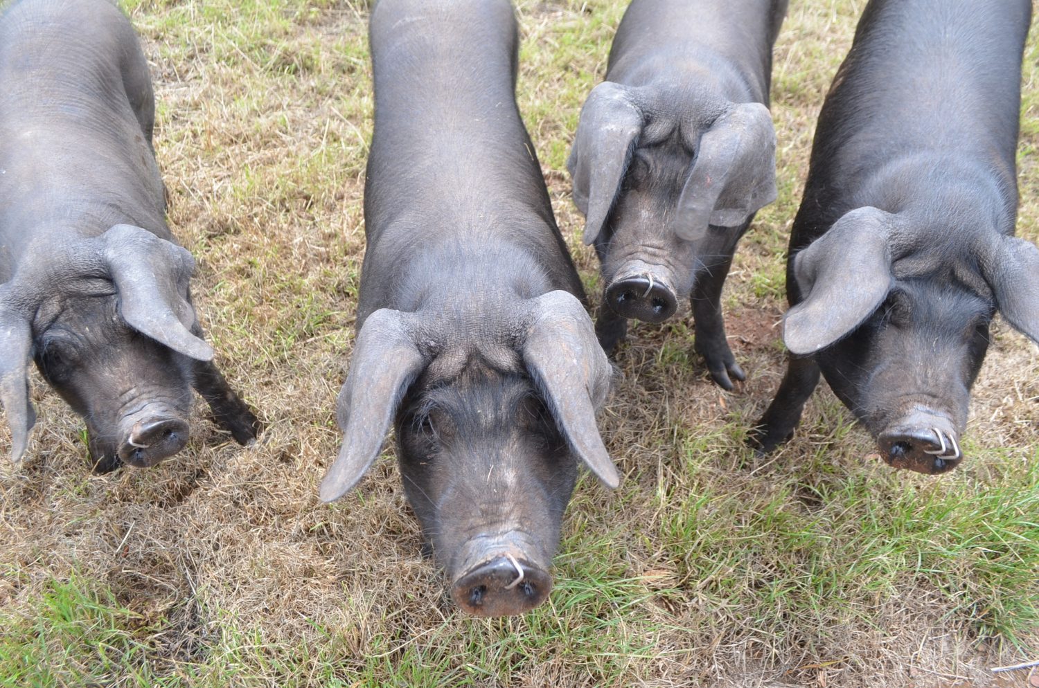 Nehill Brothers Farm