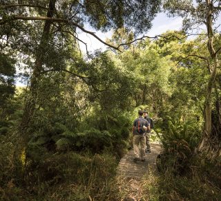 Endeavour Fern Gully