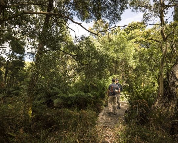 Endeavour Fern Gully