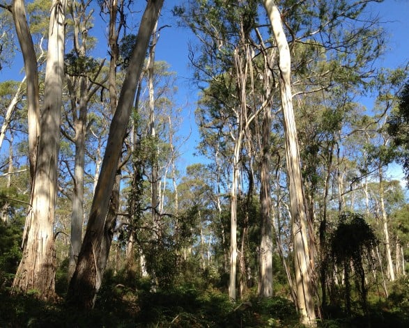 Endeavour Fern Gully