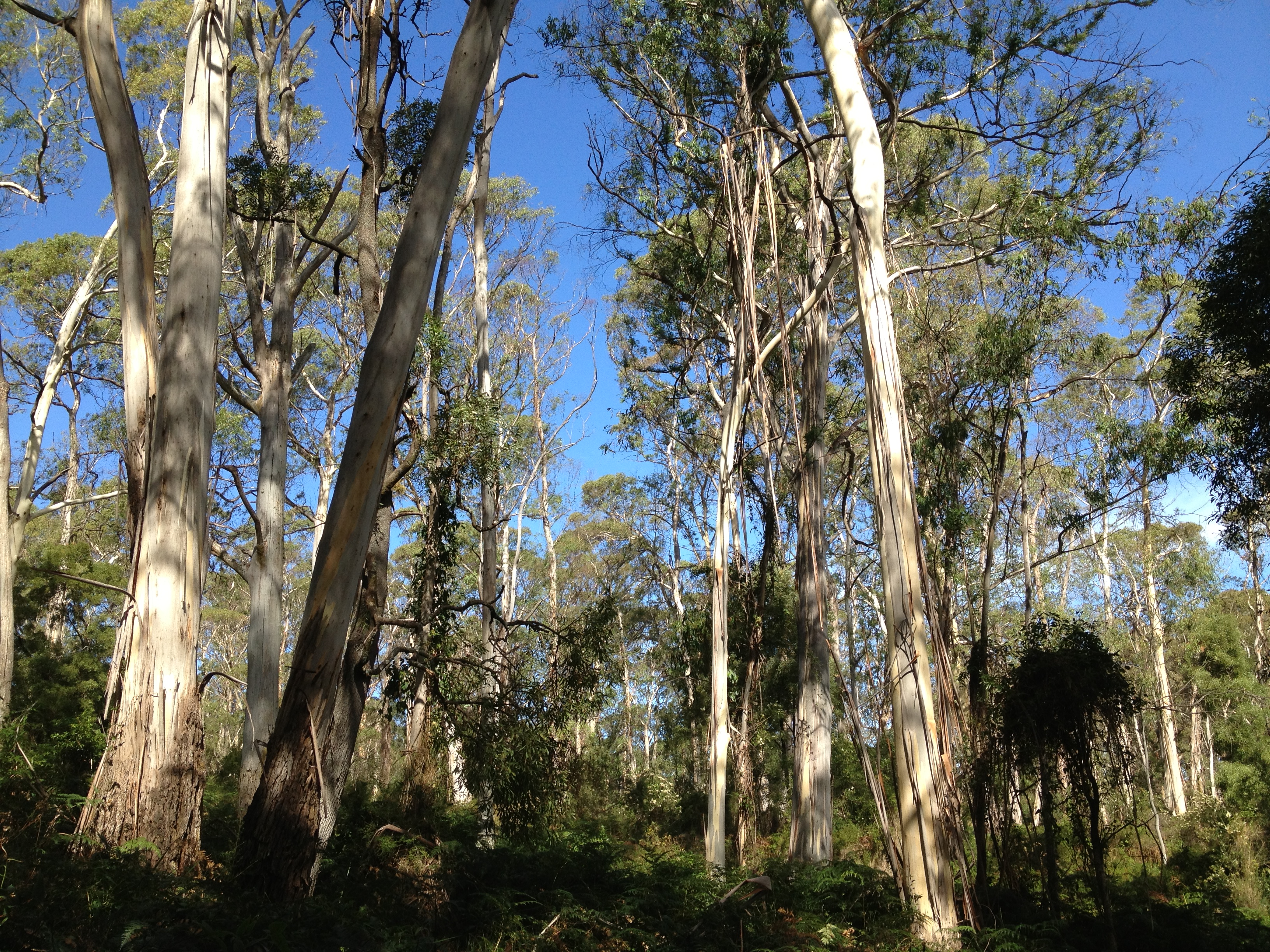 Endeavour Fern Gully