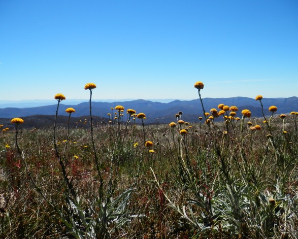 What happens once a landscape is classified?