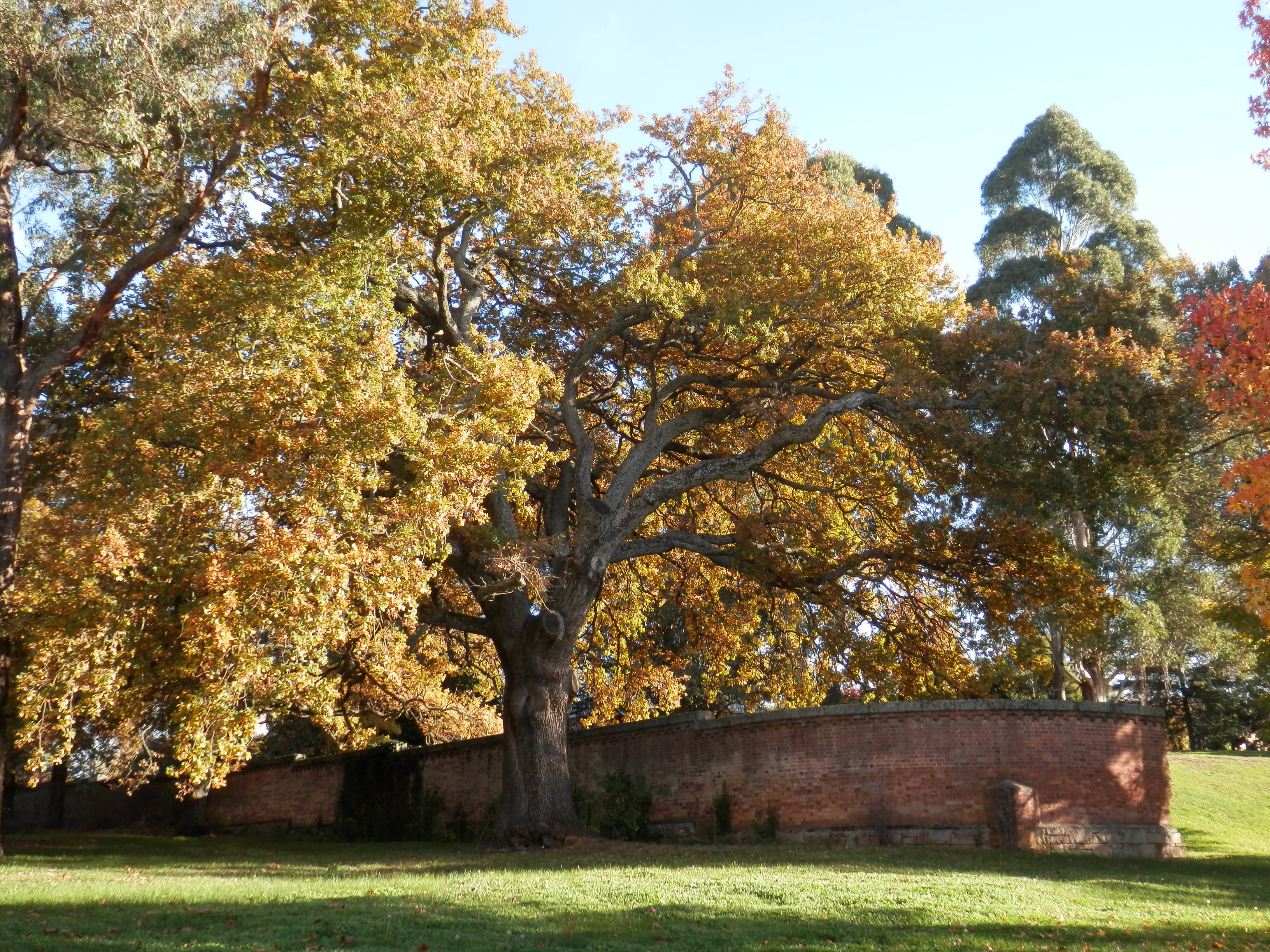 Significant Trees