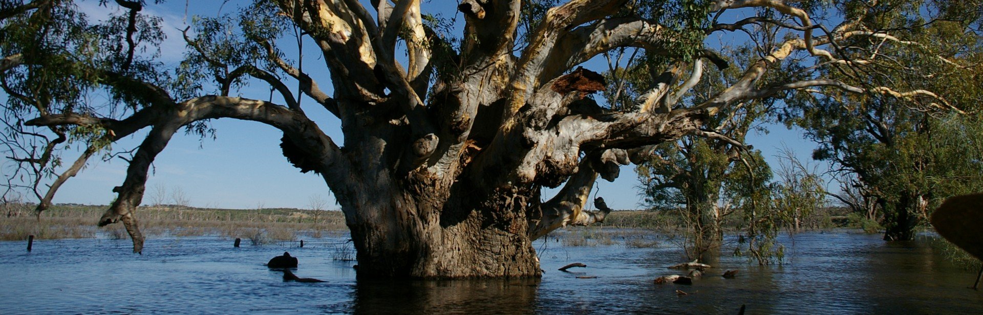Overland Corner wetland banner image