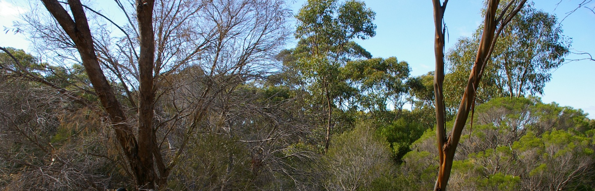 Watiparinga _Reserve_ banner image