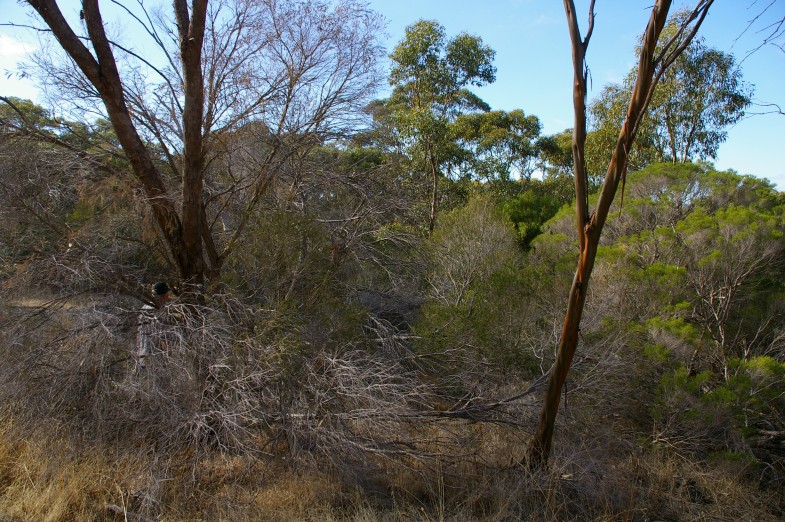 Watiparinga Reserve gallery image