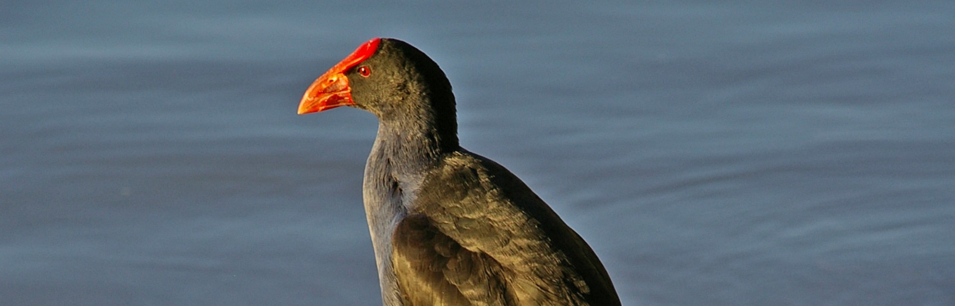 Wilabalangaloo Purple swamp hen_Dean_Lines_ banner image