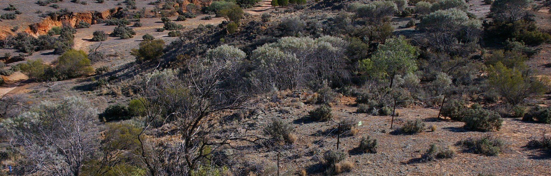 Wilabalangaloo_ Dean_ Lines_ (3) banner image