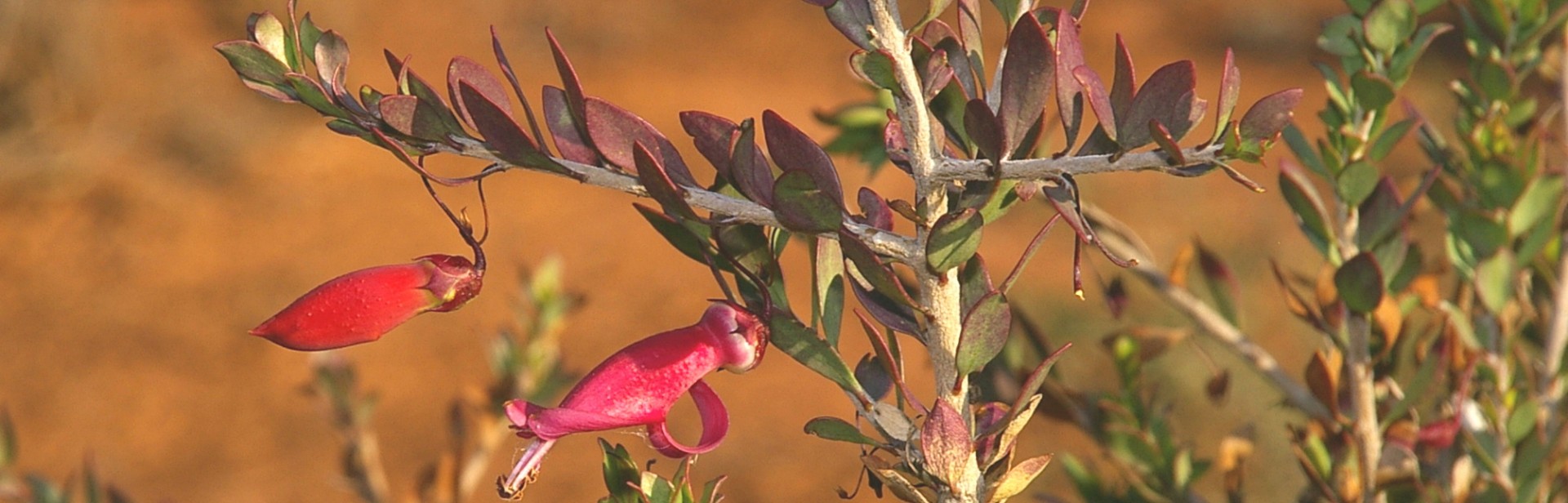 Wilabalangaloo_ Dean_ Lines_ eremophila_ banner image