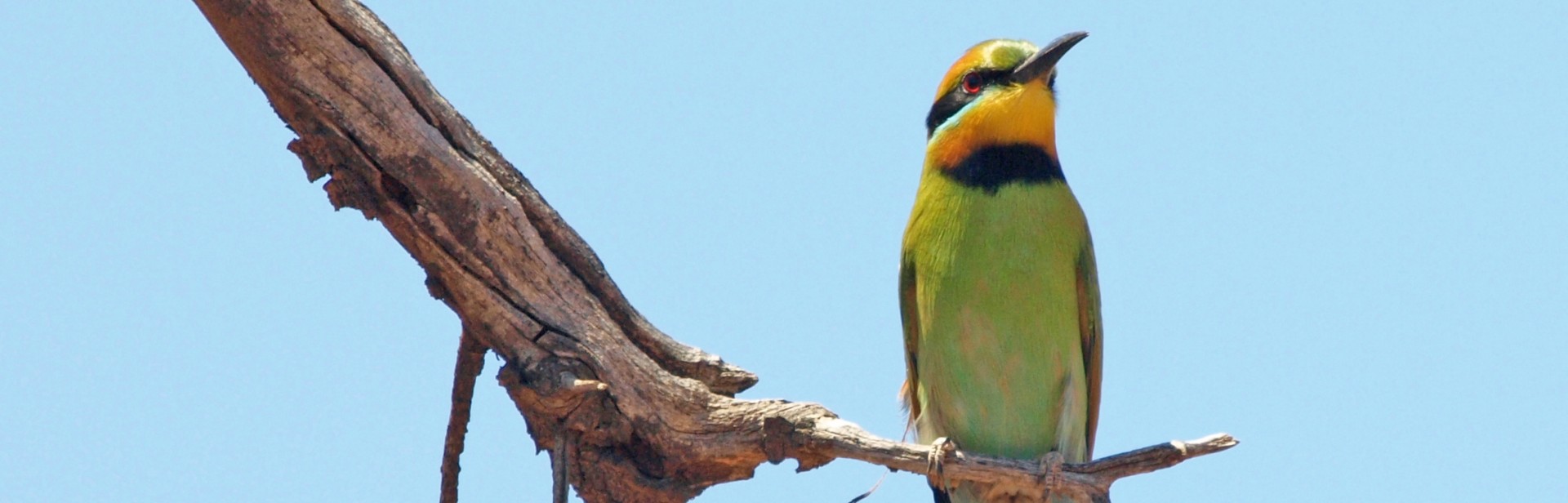 Wilabalangaloo_ Dean_ Lines_Rainbow_ bee-eater_ banner image