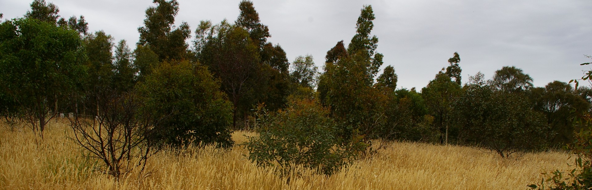 Willunga_Courthouse_ Reserve_ banner image