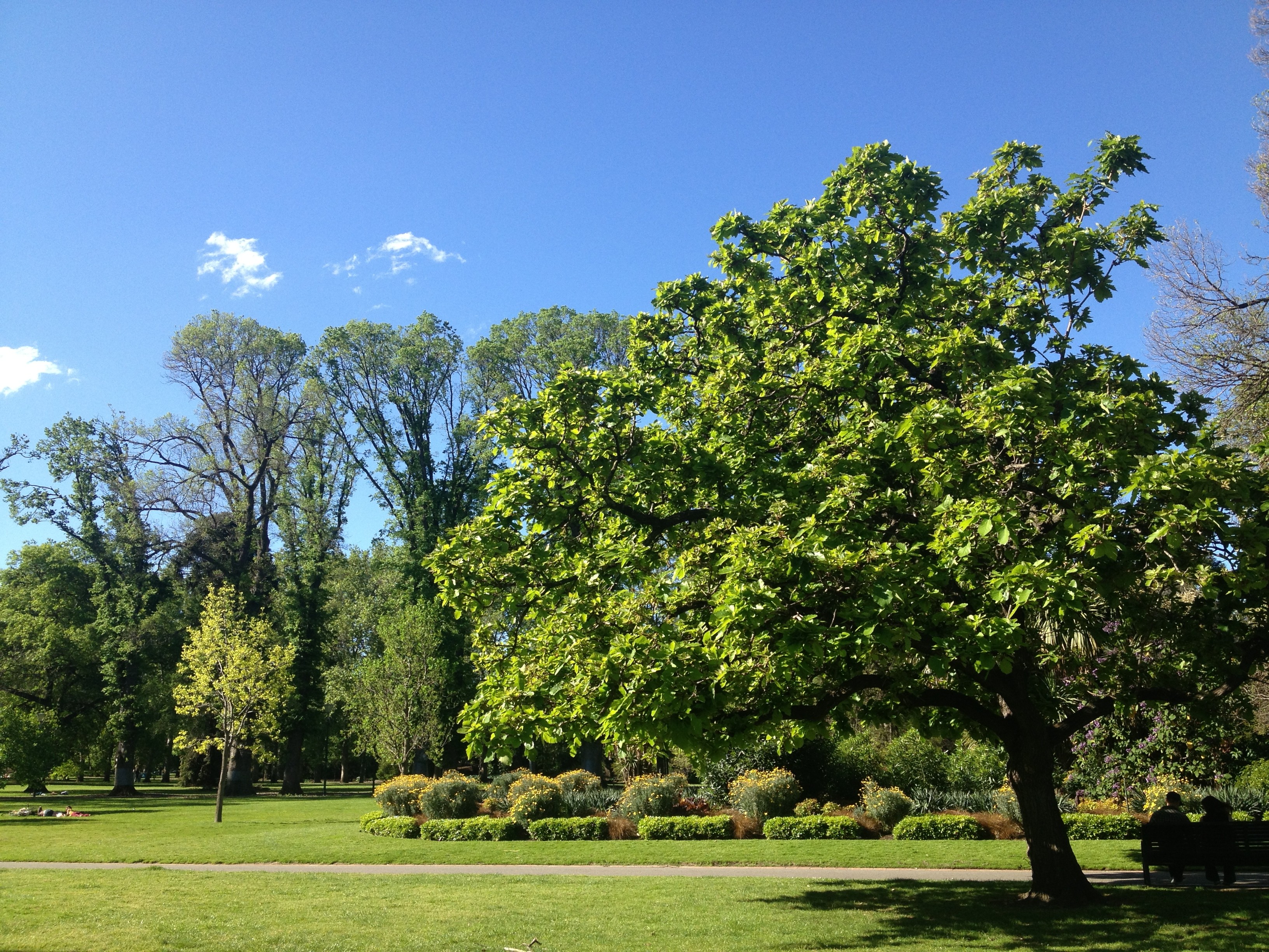 Practical stewardship of trees