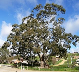 OLYMPUS DIGITAL CAMERA Victorian Tree of the Year