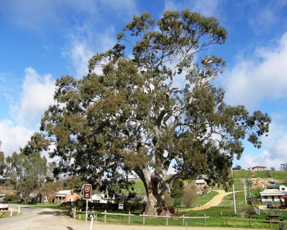 Victorian Tree of the Year