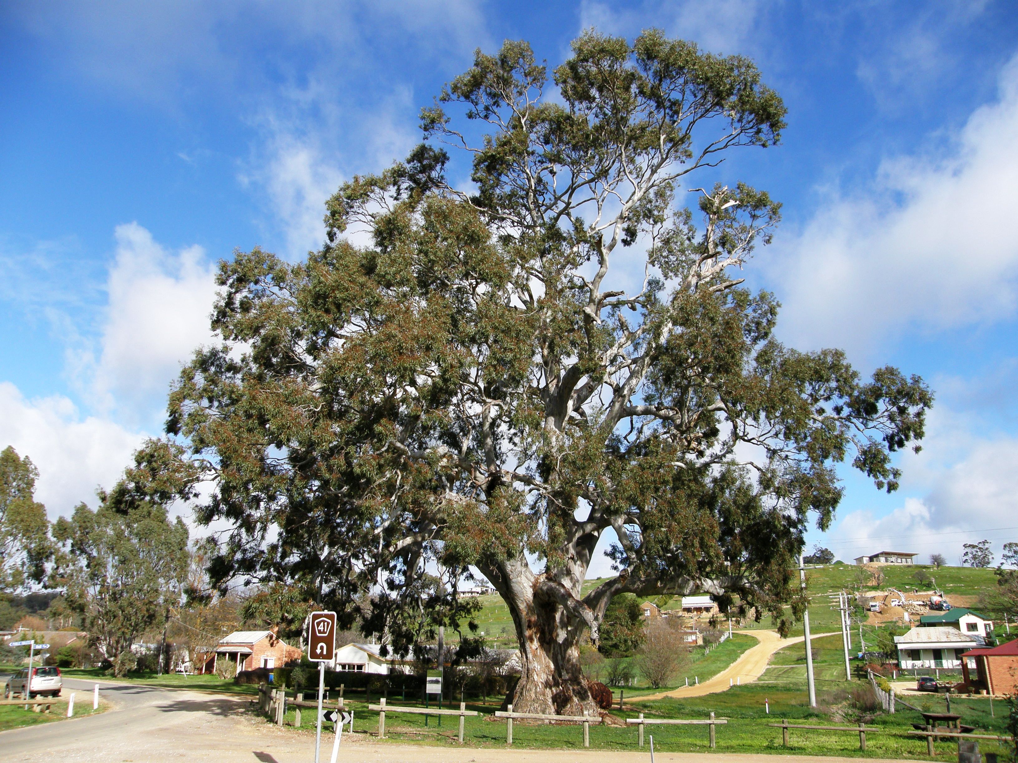 Victorian Tree of the Year