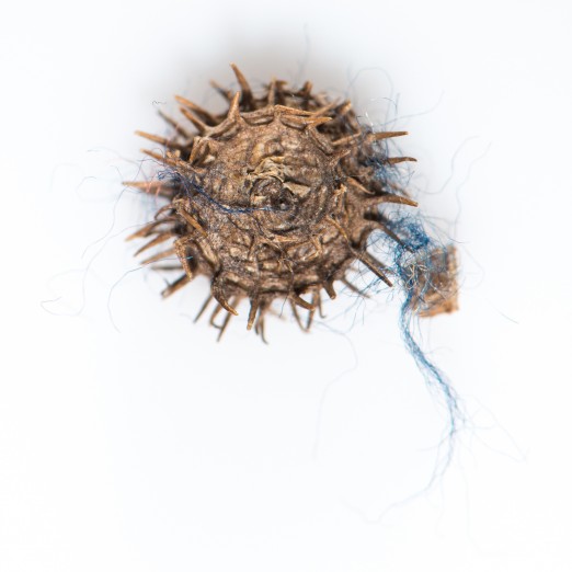 Medicago polymorpha  Seed found in hem of Alice Creswick s Day Dress  1880c  Maker Mrs Eeles Collins Street Donor Mrs S Wood gallery image