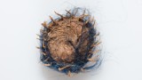 Medicago polymorpha Seed found in hem of Alice Creswick s Day Dress  1880c  Maker Mrs Eeles Collins Street Donor Mrs S Wood image thumbnail