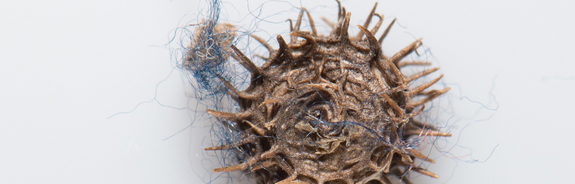 Medicago polymorpha banner image