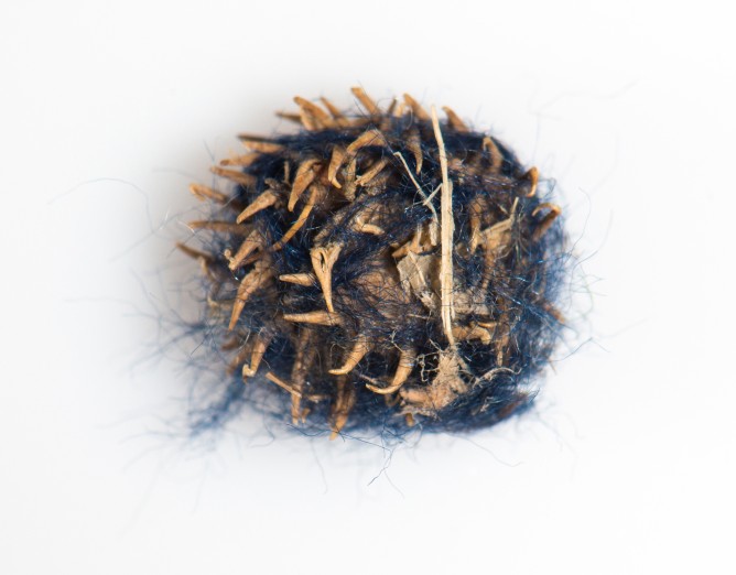 Medicago polymorpha  Found in hem of Alice Creswick s Day Dress  1880c  Maker Mrs Eeles Collins Street Donor Mrs S Wood gallery image