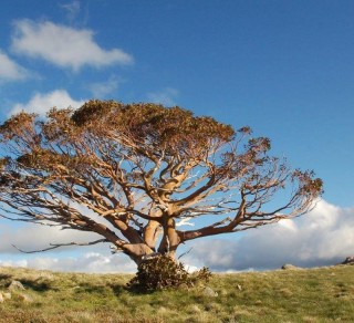 National Register of Significant Trees