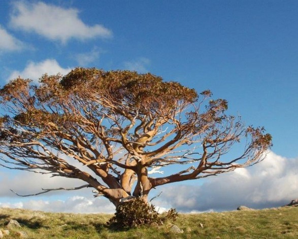 National Register of Significant Trees