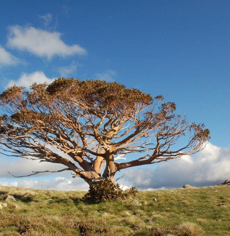 National Register of Significant Trees