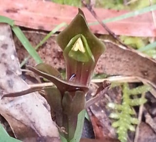 Bird Orchid at Endeavour Fern Gully  2013 related image