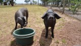 Large Black Pigs at Nehill Brother s Farm image thumbnail