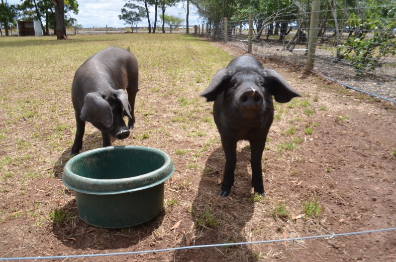 Large Black Pigs at Nehill Brother s Farm gallery image
