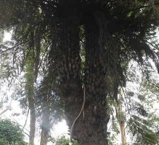 Soft Fruit Tree Fern  Endeavour Fern Gully related image