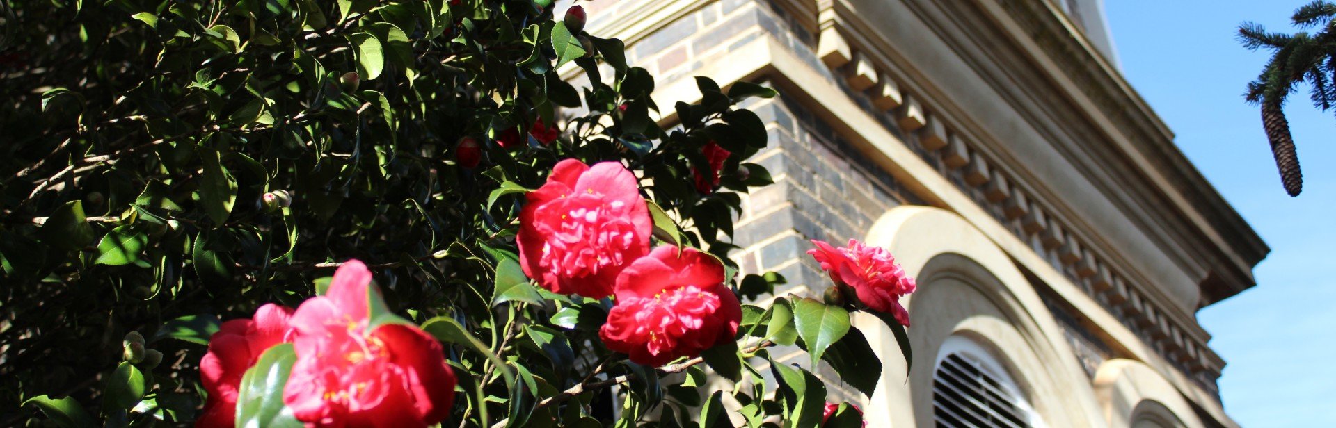 IMG_6266 banner image