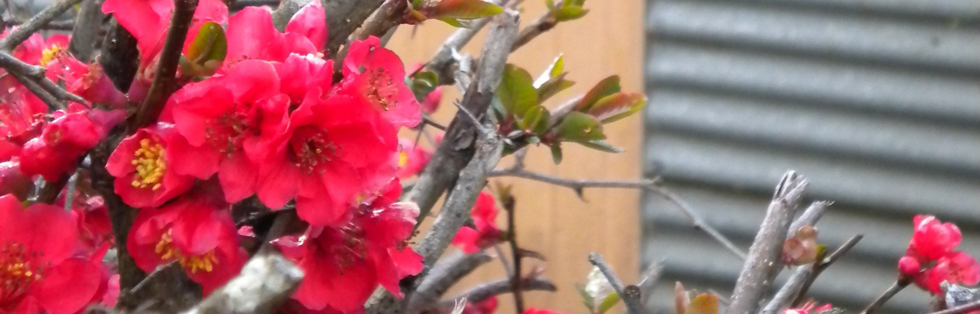 J Photos 2010 243 banner image