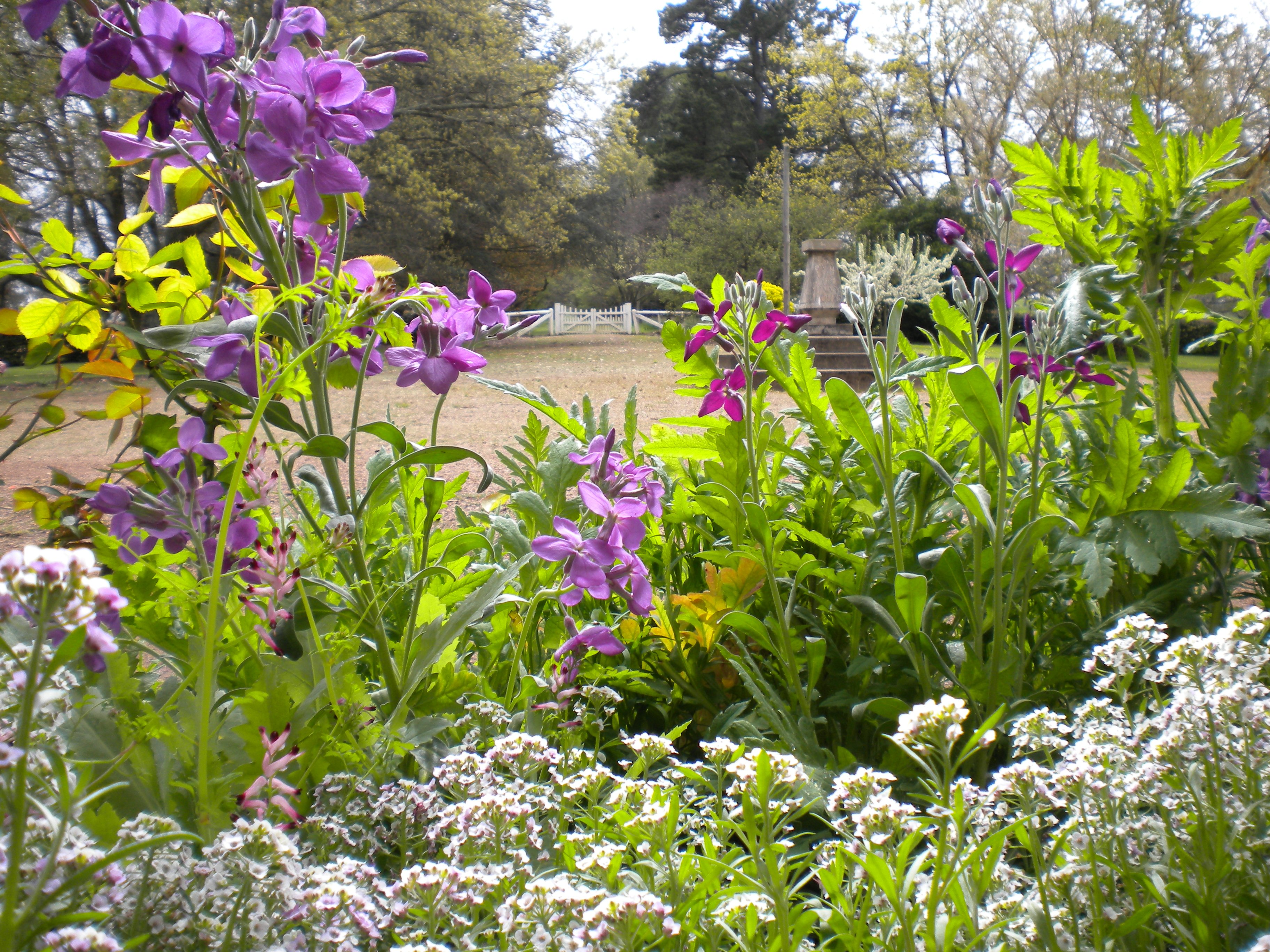 Saumarez Homestead Gardens