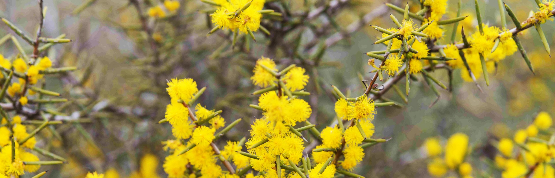 Acacia nyssophylla Wait-a-while banner image