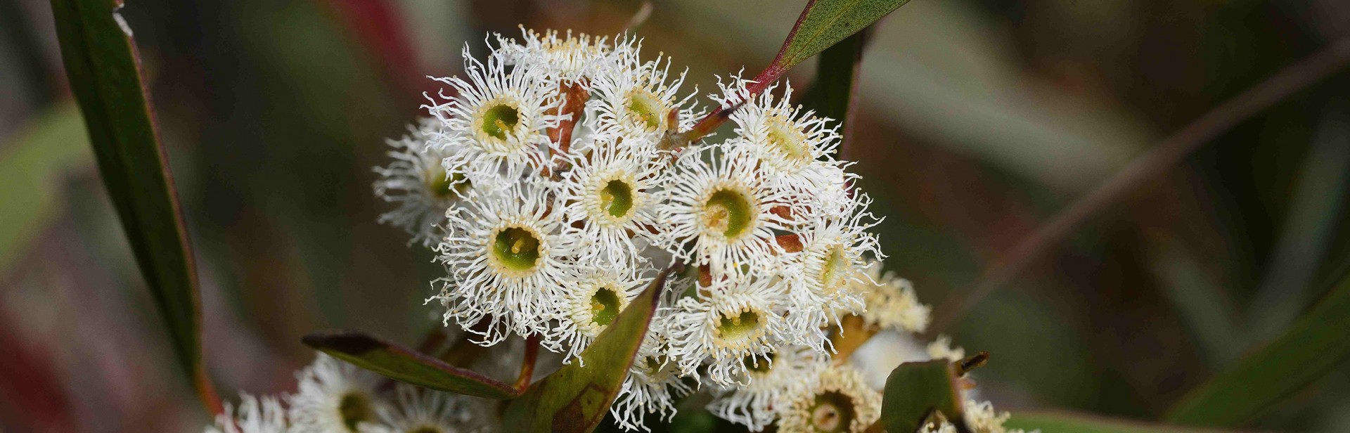 Eucalyptus porosa Black Mallee-box banner image