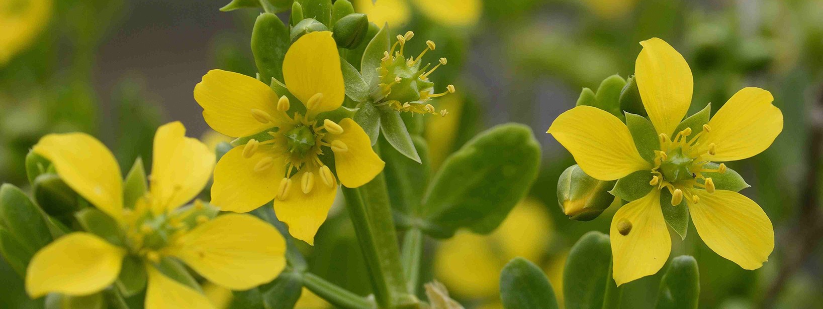 Zygophyllum apiculatum Pointed -fruit Twinleaf banner image