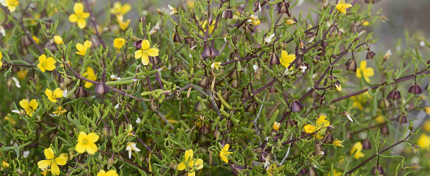 Zygophyllum confluens Scrambling Twinleaf banner image