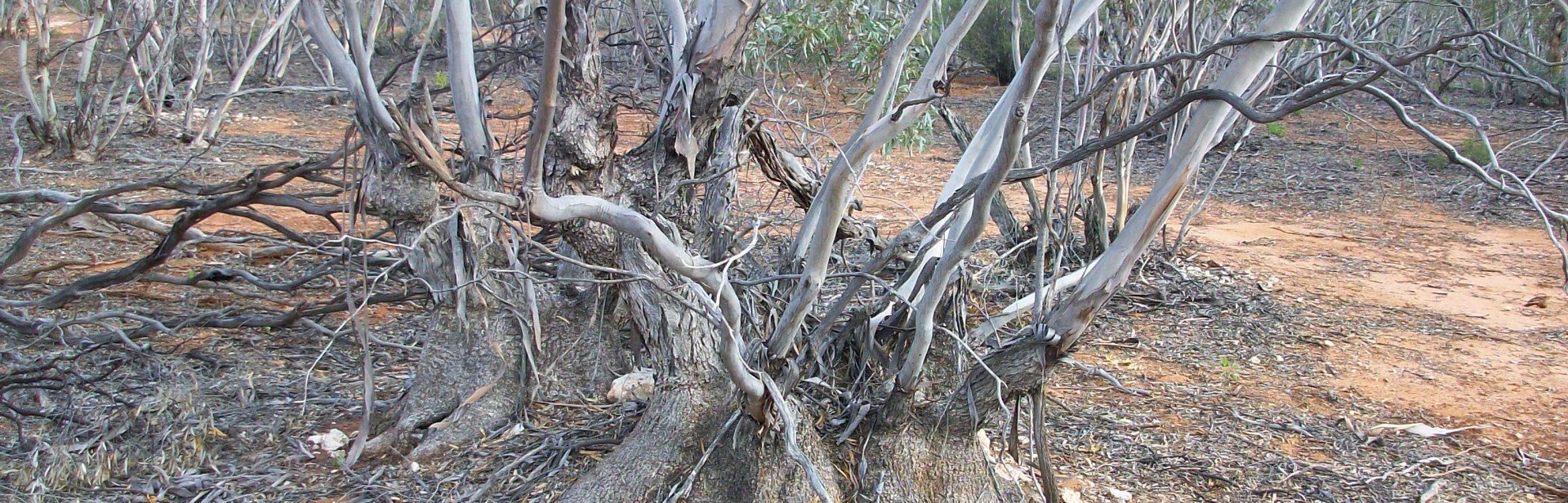 image-3-db-mack-reserve-mallee-lignotuberphoto-marcus-beresford banner image