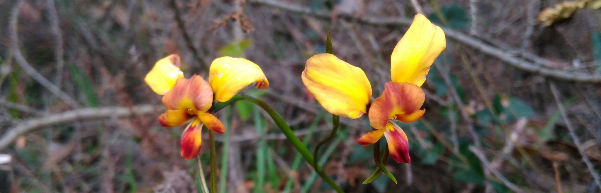 Diruis orientis eastern wallflower orchid Fraser Reserve banner image