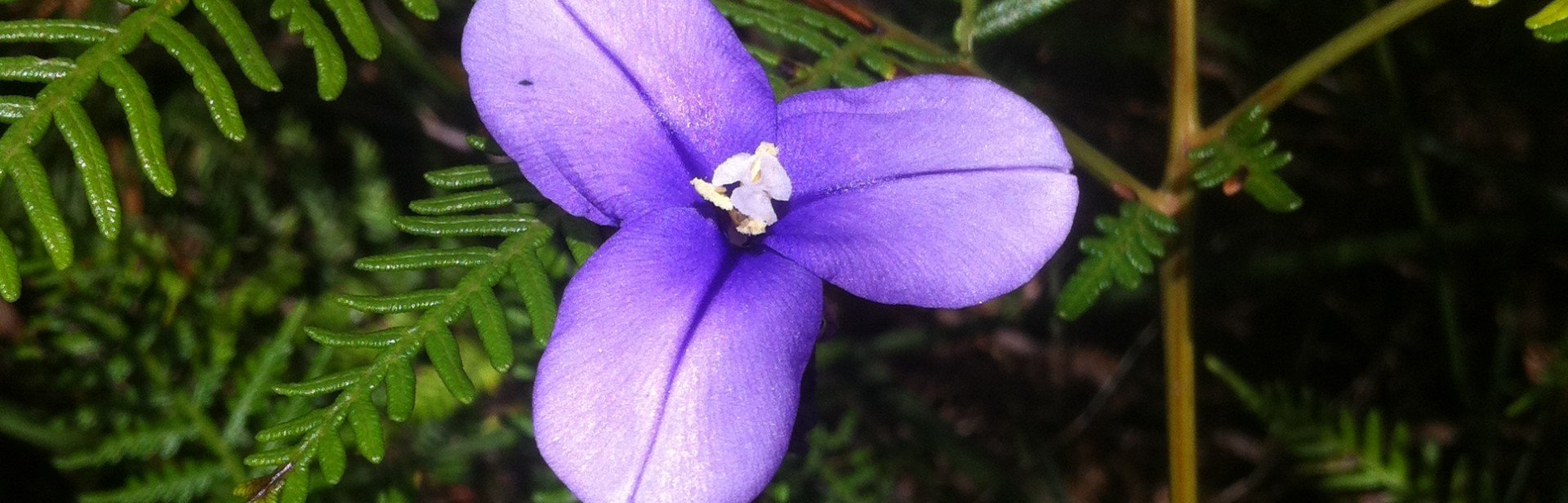 Patersonia-occidentalis banner image