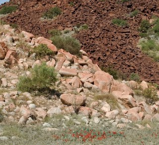 Burrup   M Lewi Burrup  MLewi