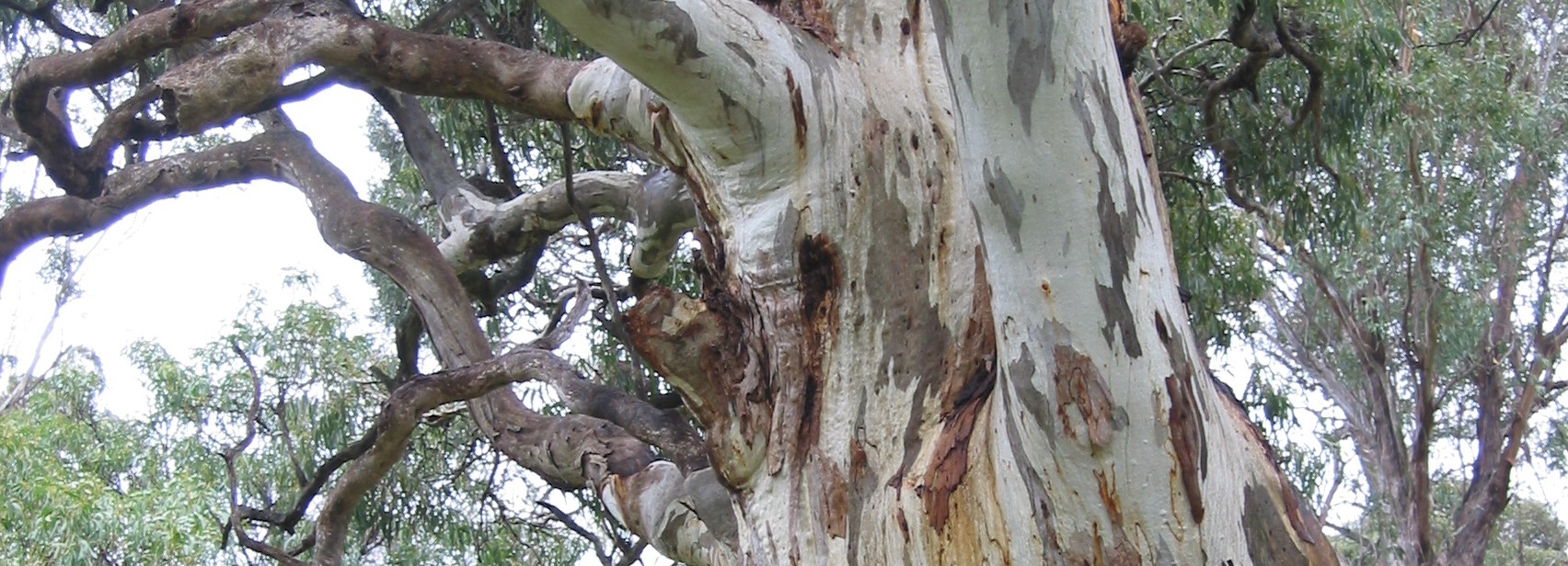 Eucalyptus leucoxylon banner image